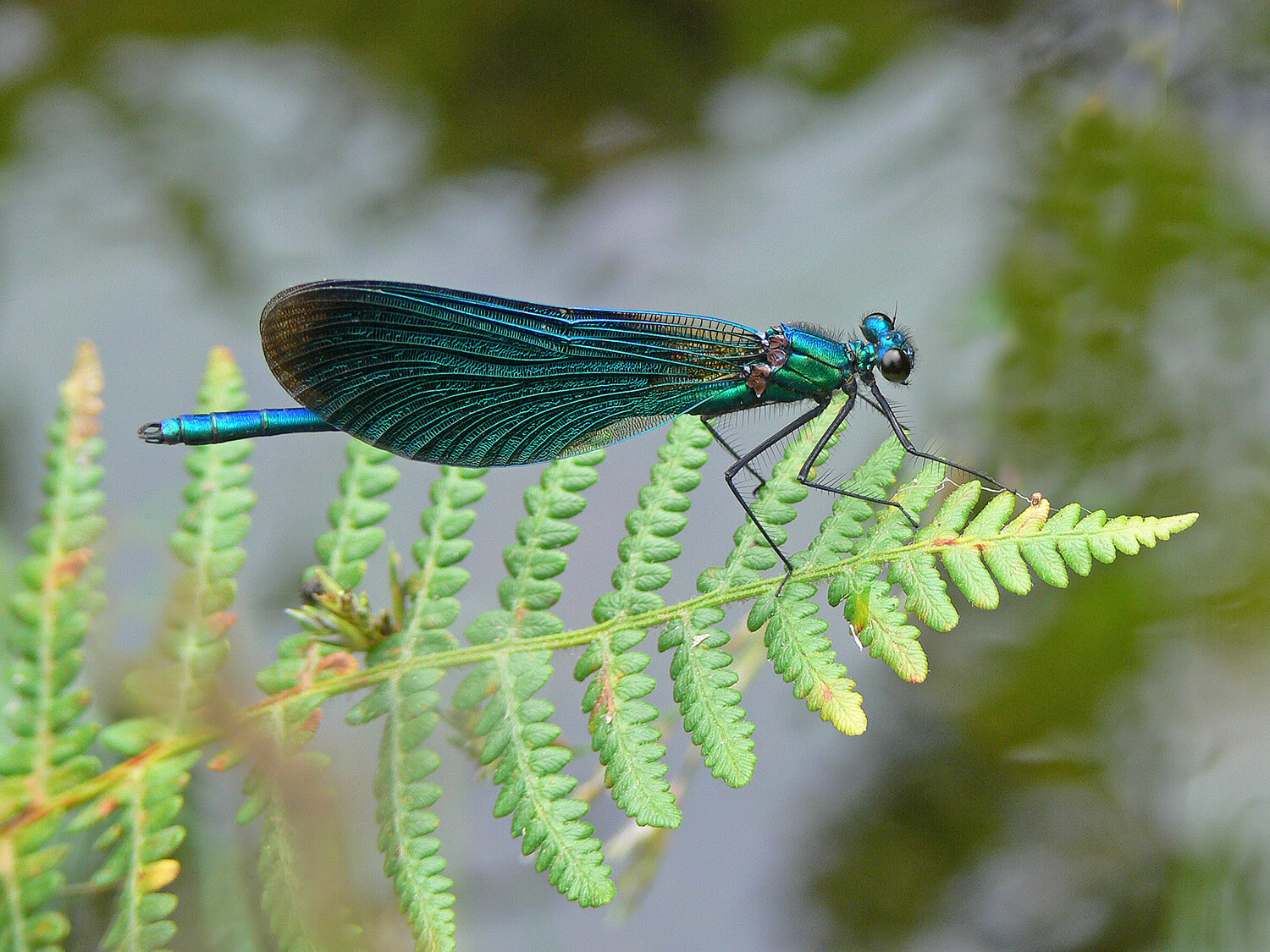 Male Beautiful Demoiselle by Tim Melling